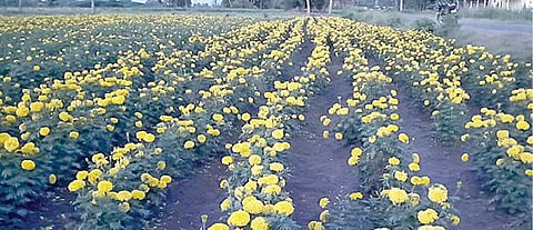 கம்மாபுரம் பகுதியில் மஞ்சள் சாமந்தி  சாகுபடி செய்யப்பட்டுள்ள   வயல்.