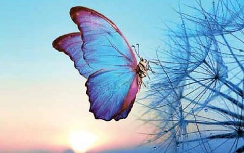 புதிய கண்டுபிடிப்புகள்: எப்படிப் பறக்கிறது பட்டாம்பூச்சி?