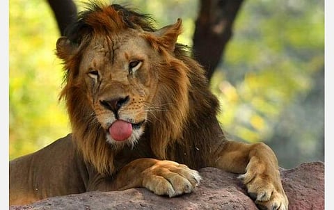 நாட்டில் முதன்முறையாக ஹைதராபாத்தில் 8 சிங்கங்களுக்கு கரோனா தொற்று உறுதி