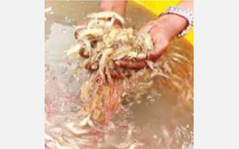 புதிய வகை வைரஸ் தாக்குதலால் உயிரிழக்கும் இறால்கள்: பண்ணைகளை ஆய்வு செய்ய நிபுணர் குழுவை நியமிக்க இறால் விவசாயிகள் கோரிக்கை