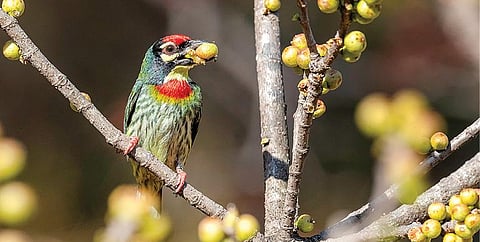 என் தோட்டத்து இசைக் கலைஞர்கள்