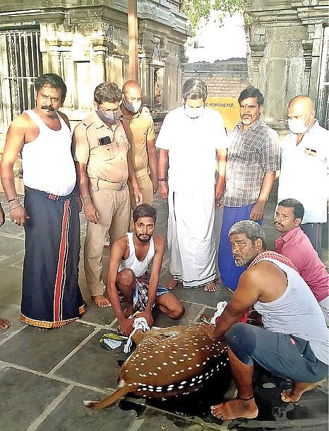 தி.மலை புது வாணிய குளத்தெருவில் நாய்கள் கடித்து படுகாயமடைந்த  மானை வனத்துறையிடம்  ஒப்படைத்த பொதுமக்கள்.