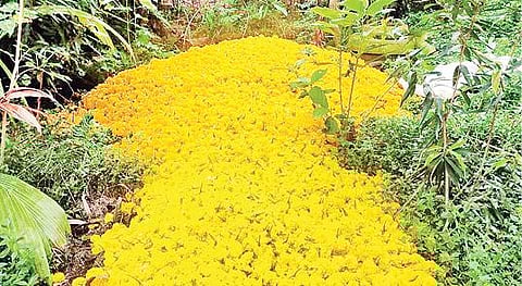 புதுக்கோட்டை மாவட்டம் கீரமங்கலத்தில் குப்பையில் கொட்டப்பட்டுள்ள பூக்கள்.