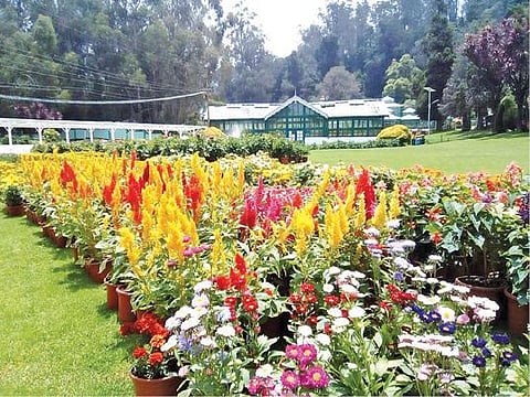 நீலகிரி மாவட்டத்தில் 2-வது ஆண்டாக கோடை விழா ரத்து?  :  உதகை பூங்காவில் பூத்துக்குலுங்கும் லட்சக்கணக்கான மலர்கள்