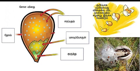 அறிவுக்கு ஆயிரம் கண்கள் 4: பொரியும் பாப்கார்னும் விரியும் தாவர ராஜ்ஜியமும்