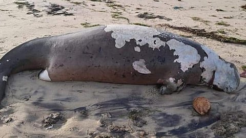 புதுமடம் கடற்கரையில் கரை ஒதுங்கிய கடல் பசு