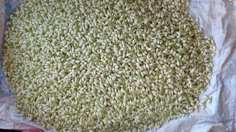 முழு ஊரடங்கால் வியாபாரிகள் வருகை குறைவு; பூக்களின் விலை கடும் சரிவு: இழப்பை சந்திக்கும் திண்டுக்கல் பூ விவசாயிகள்