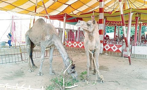 திருவண்ணாமலையில் சர்க்கஸ் கூடாரங்களில் முடங்கி கிடக்கும் தொழிலாளர்கள்.  அடுத்த படம்: சர்க்கஸ் கூடாரத்தில் உணவின்றி தவிக்கும் ஒட்டகங்கள்.