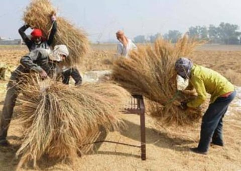 கோதுமை விற்பனை; பஞ்சாப் விவசாயிகளுக்கு வங்கி கணக்குகளில் ரூ. 22,215.93 கோடி