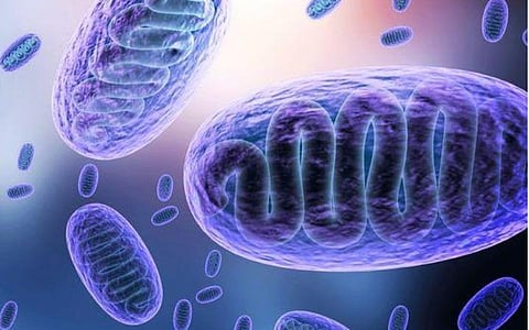 பிளாக் ஃபங்கஸ் தொற்றை அறிவிக்கப்பட்ட நோயாக பட்டியலிட்டது ஹரியாணா அரசு