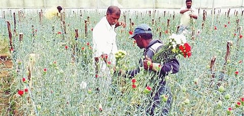 கடந்த 2 ஆண்டுகளாக விடாமல் விரட்டும் கரோனா வைரஸ் தொற்று: தொழில் முடங்கியதாக மலர் சாகுபடியாளர்கள் விரக்தி