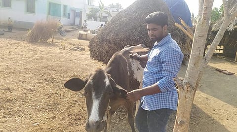 கோடைக் கால தீவனப் பற்றாக்குறை; கால்நடைகளுக்கு மர இலைகள்: கால்நடை மருத்துவர் யோசனை