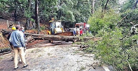 உதகை-கூடலூர் சாலையில் சூட்டிங் மட்டத்தில் சாலையில் விழுந்த மரத்தை பொக்லைன் உதவியுடன் அகற்றும் பணியில் ஈடுபட்ட தேசிய நெடுஞ்சாலை ஆணையத்தினர்.