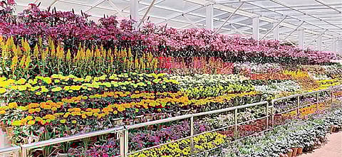 புதுப்பொலிவுடன் பசுமையாக காட்சியளிக்கும் உதகை தாவரவியல் பூங்கா. (அடுத்த படம்) உதகை தாவரவியல் பூங்கா காட்சி மாடத்தில் அடுக்கி வைக்கப்பட்டுள்ள மலர்த் தொட்டிகள். படங்கள்: ஆர்.டி.சிவசங்கர்