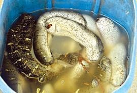 தூத்துக்குடியில் போலீஸாரால் பறிமுதல் செய்யப்பட்ட கடல் அட்டைகள். 	               படம்: என்.ராஜேஷ்