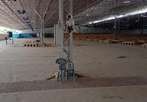 டெல்லி கரோனா சிகிச்சை மையங்களில் குரங்குகள் தொல்லை: லங்கூர் கருங்குரங்குகளின் உருவக் கட் அவுட்களை வைத்து விரட்டும் மத்திய பாதுகாப்பு படை