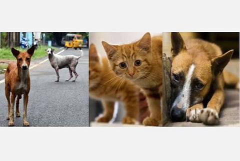 ஊரடங்கால் உணவின்றி வாடும் தெருவிலங்குகளுக்கு எப்படி உணவு வழங்கப்படும்?- அரசுக்கு உயர் நீதிமன்றம் கேள்வி