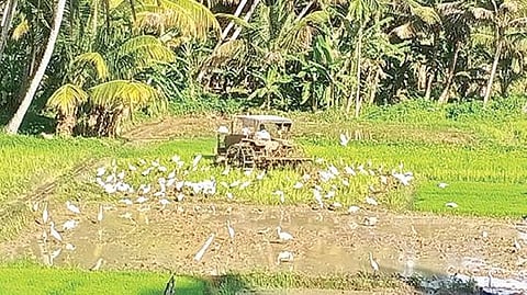 குமரி மாவட்டம் இரணியல் பகுதியில் கன்னிப்பூ சாகுபடிக்காக டிராக்டர் மூலம் வயல்களை உழுது பண்படுத்தும் பணி மும்முரமாக நடந்து வருகிறது.   							     படம்: எல்.மோகன்.