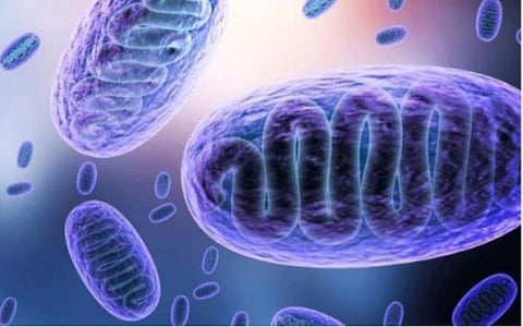 கருப்புப் பூஞ்சை பாதிப்பை அறிவிக்கப்பட வேண்டிய நோயாக பட்டியலிடவும்: மாநிலங்கள், யூனியன் பிரதேசங்களுக்கு மத்திய அரசு வலியுறுத்தல்