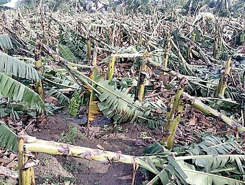 தஞ்சாவூர் அருகே குலமங்கலத்தில் நேற்று முன்தினம் இரவு காற்றுடன் கூடிய மழை பெய்ததால் முறிந்து சேதமான வாழை மரங்கள்.