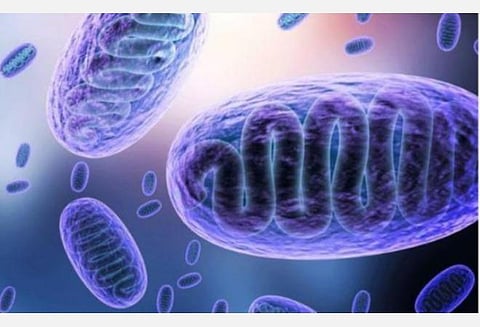 புதுச்சேரியில் கருப்பு பூஞ்சை நோய்க்கு அரசு ஊழியர் உட்பட 20 பேர் வரை பாதிப்பு: ஆளுநர் தமிழிசை தகவல்