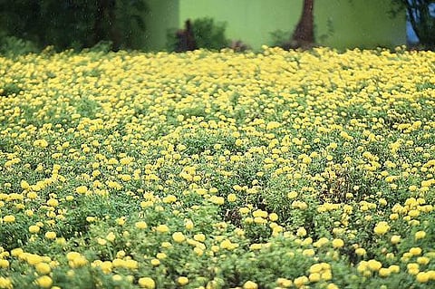 வேலூர் மாவட்டம் அணைக் கட்டு அடுத்த அப்புக்கல் கிராமத்தில் தோட்டத்தில் பூத்து பறிக்கப்படாமல் வீணாகும் கேந்திப் பூக்கள். படம்: வி.எம்.மணிநாதன்.