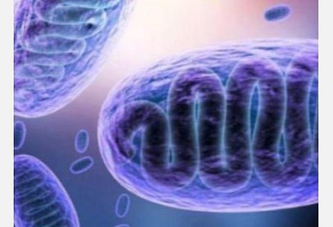 கோவையில் கருப்பு பூஞ்சை தொற்றால் 21 பேர் பாதிப்பு