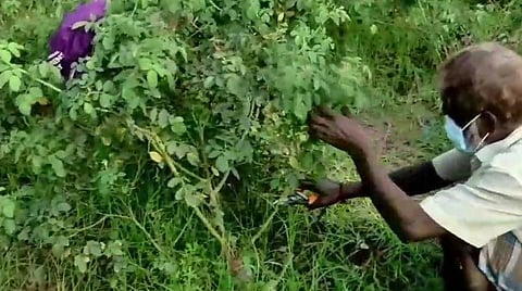 கிராமப் பகுதிகளில் செடிகளைக் காக்க பூக்களைப் பறிக்கும் விவசாயிகள்.