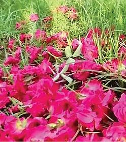 உரிய விலை இல்லாததால் நிலத் தில் கொட்டப்பட்டுள்ள பூக்கள்.