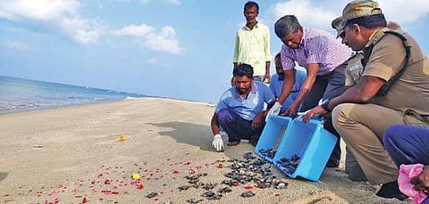 தனுஷ்கோடி கடற்கரையில் ஆமை குஞ்சுகளை விடும் வனத்துறையினர்.