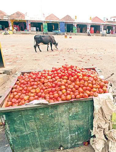 கோயம்பேடு சந்தையில் கடந்த 2 நாட்களுக்கு முன்பு காய்கறிகள் அதிக விலைக்கு விற்கப்பட்டதாக விமர்சனம் எழுந்தது. இந்நிலையில், தற்போது வரத்து அதிகரித்து, விற்பனை சரிந்ததால் கோயம்பேடு காய்கறி சந்தையில் வியாபாரமின்றி காய்கறிகள் குப்பையில் வீசப்படுகின்றன. படங்கள்: ம.பிரபு
