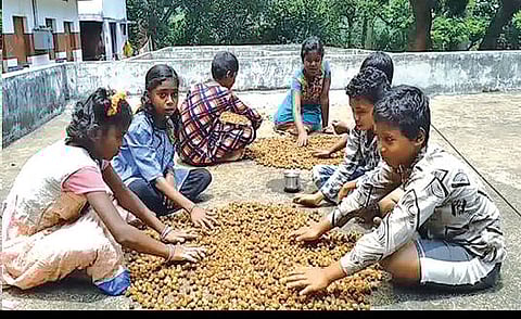 பழங்குடியினரின் கிருமிநாசினியாக பயன்படும் பூசக்காய்