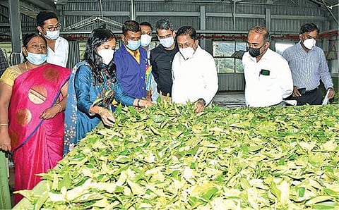 இண்ட்கோ சர்வ் மூலமாக மக்களுக்கு தரமான தேயிலைத்தூள் வழங்க வனத்துறை அமைச்சர் அறிவுறுத்தல்
