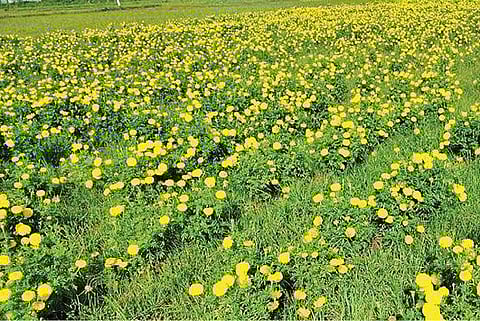 இலஞ்சி அருகே தோட்டத்தில் பூத்துக்குலுங்கும் கேந்தி மலர்கள்.