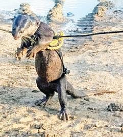 நெடுவயல் கண்மாயில் கயிறு மூலம் பிடிபட்ட நீர்நாய்.