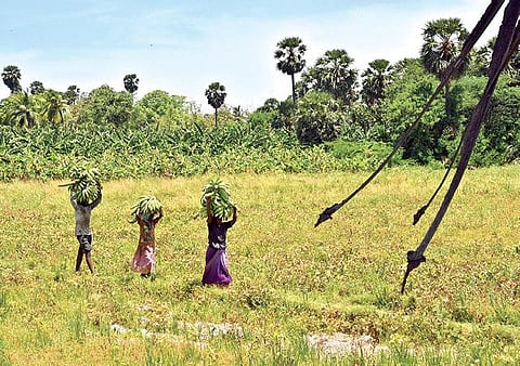 தூத்துக்குடி அருகேயுள்ள அத்திமரப்பட்டி பகுதியில் அறுவடை செய்யப்பட்ட ஏத்தன் வாழைத்தார்களை லாரியில் ஏற்றுவதற்காக சுமந்து வரும் தொழிலாளர்கள்.     படம்: என்.ராஜேஷ்