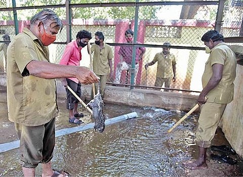 கோவை வஉசி உயிரியல் பூங்காவில் எலி பிடிக்கும் பணியில் ஈடுபட்ட பணியாளர்கள். படம்: ஜெ.மனோகரன்