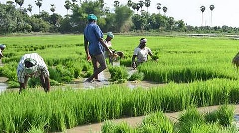 நெல் உற்பத்திக்கும் காவிரி நீருக்கும் என்ன தொடர்பு?