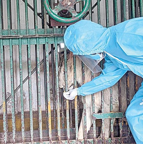 வண்டலூர் பூங்காவில் கரோனா தொற்று அறிகுறிகளுடன் இருந்த சிங்கத்தின் மூக்கு திரவத்தை சேகரிக்கும் பூங்கா கால்நடை மருத்துவர்.