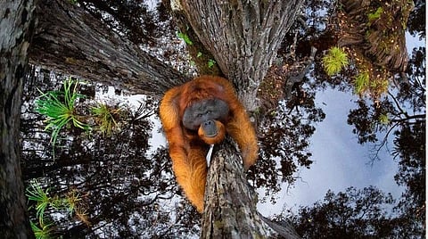 கேரளாவைச் சேர்ந்த நபர் ‘உலகம் தலைகீழாக போகிறது’ என்ற தலைப்பில் எடுத்த ஒராங்குட்டான் புகைப்படத்துக்கு சர்வதேச விருது