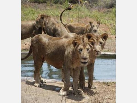 சிங்கங்களைப் பாதுகாக்க நடவடிக்கை: தலைமை வனப் பாதுகாவலர் உயிரியல் பூங்காவில் நேரில் ஆய்வு