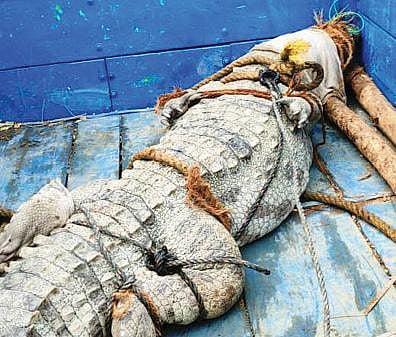 மீட்கப்பட்ட முதலை.