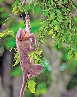 ஆழியாறு வனப்பகுதியில் மரங்களில் உள்ள பழங்களைப் பறித்து உட்கொள்ளும் நாட்டுக்குரங்கு.