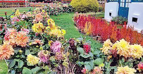 உதகையில் தொடர் மழையால் -  தாவரவியல் பூங்காவில் மலர் அலங்காரம் அகற்றம் :