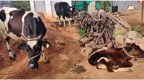 நீலகிரியில் கோமாரி நோய் தாக்கி உயிரிழக்கும் மாடுகள்; ஓராண்டாகத் தடுப்பூசி போடப்படாததால் விவசாயிகள் கவலை