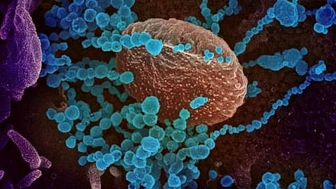 நெல்லை மாவட்டத்தில் கரோனா பாதிப்பு 100-க்கு கீழ் குறைந்தது