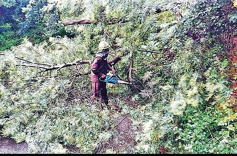 நீலகிரி மாவட்டத்தில் பருவ மழை தீவிரம் :  மரங்கள் விழுந்து மின்கம்பங்கள் சேதம்