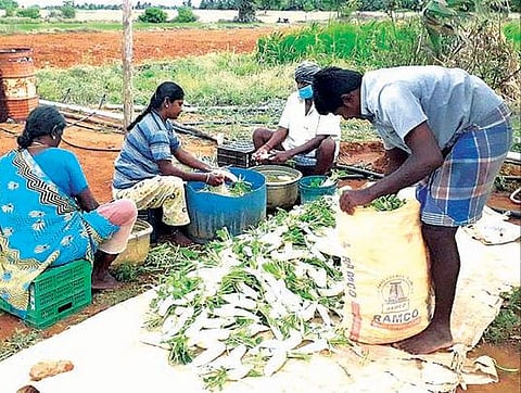 ஒரு கிலோ முள்ளங்கி ஒரு ரூபாய்க்கு கொள்முதல்: இடைத்தரகர்களின் தலையீட்டால் விவசாயிகள் வேதனை