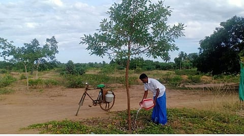 புதுக்கோட்டை மாவட்டம் கொத்தமங்கலத்தில் மரக்கன்றுகளை நட்டு, தண்ணீர் ஊற்றிப் பராமரித்து வரும் இளைஞர்.