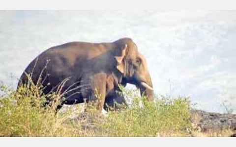 கொடைக்கானல் கீழ் பகுதியில் ஒற்றை யானை உலா: மலை கிராம மக்கள் அச்சம்